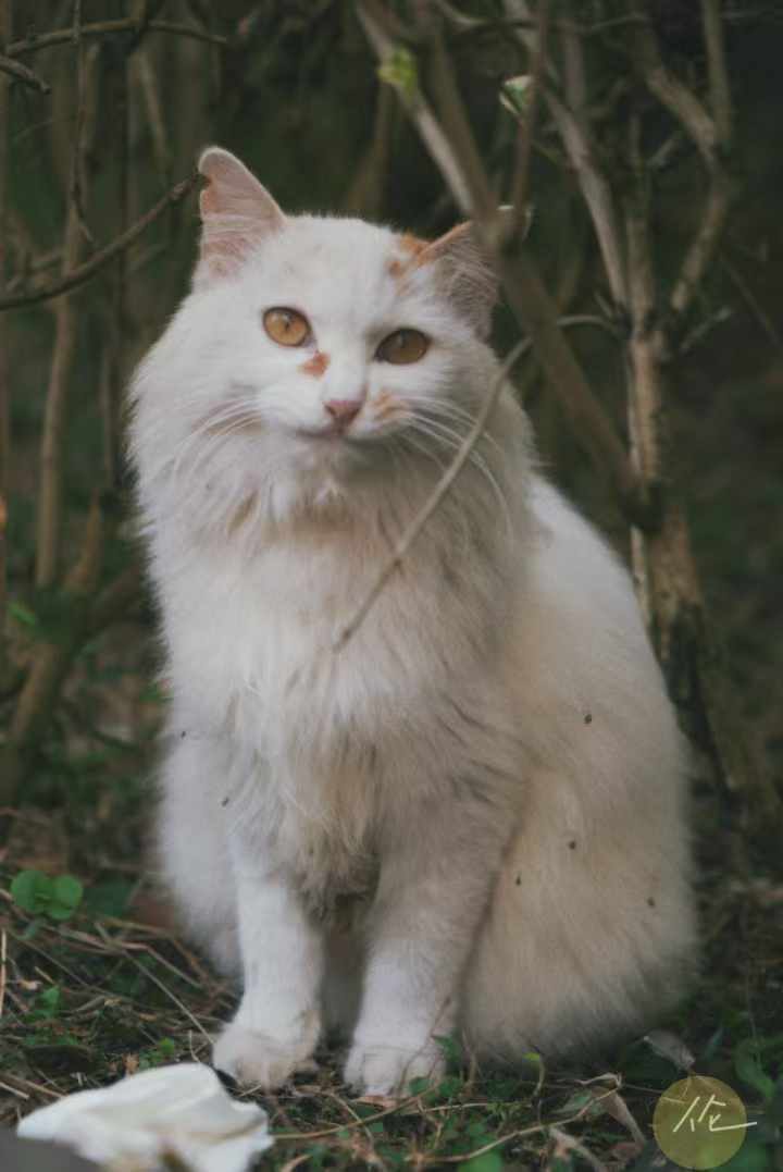 4311b3c37acf64114a9d26f2cc300f