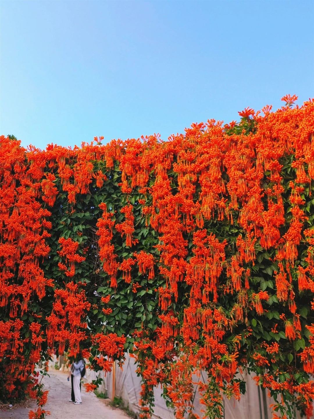 8f4c9bf773151e639b0921090e52a4cc.jpg 8f4c9bf773151e639b0921090e52a4cc.jpg