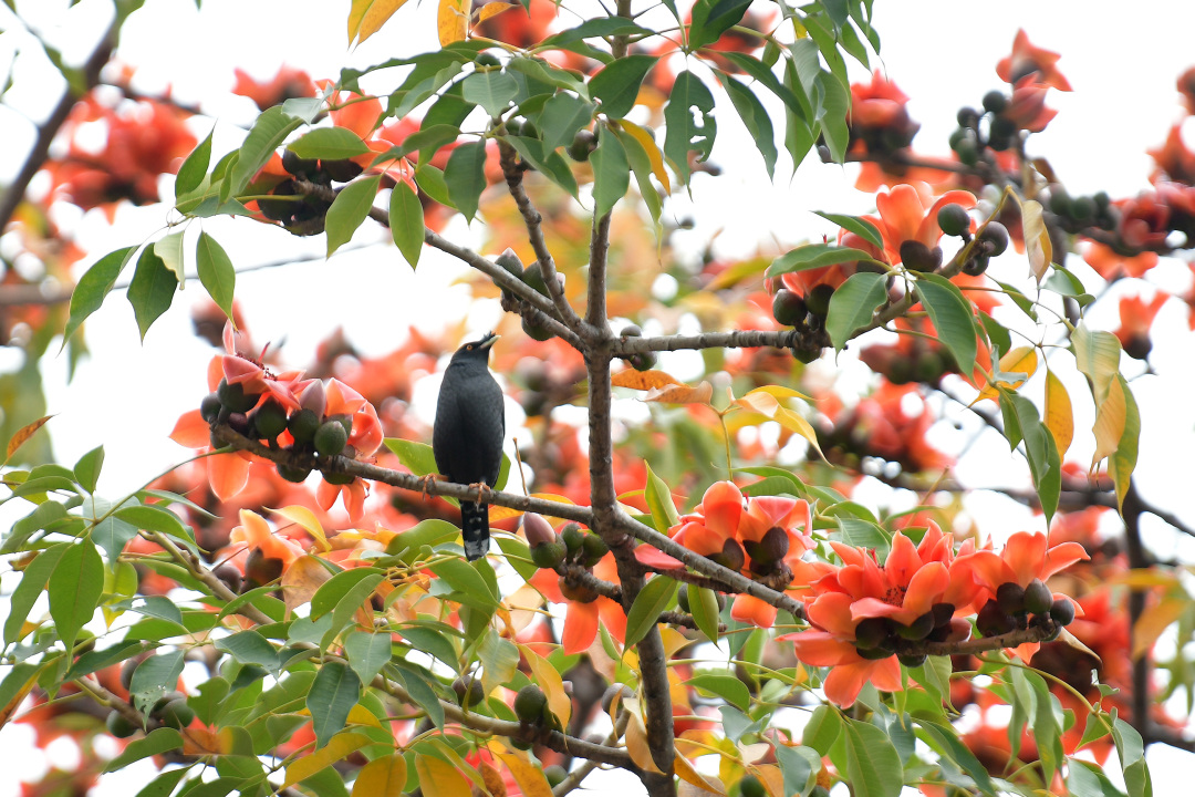 杨耀烨-YYY_1649-NEP1_20250301_C00413450024