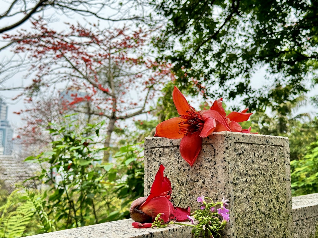 苏俊杰-越秀山红棉盛放-NEP1_20250302_C00413452283