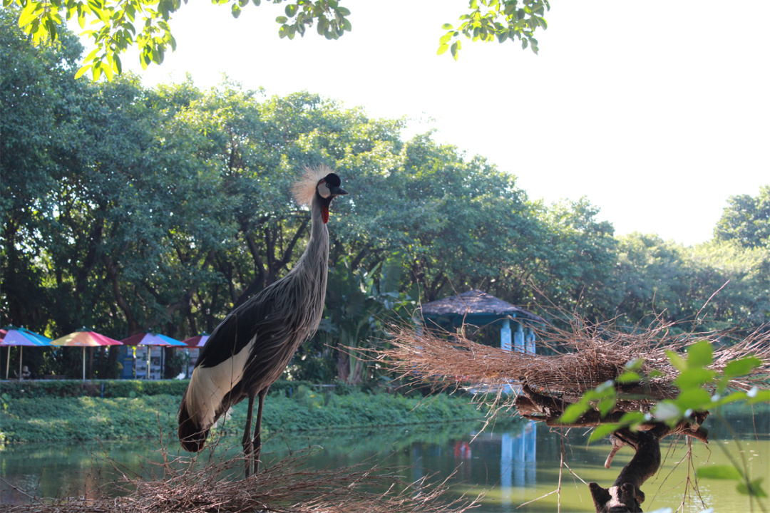 A gray-crowned crane is seen resting in a nest at Chimelong Bird Park in Guangzhou, Guangdong, Province. /CGTN