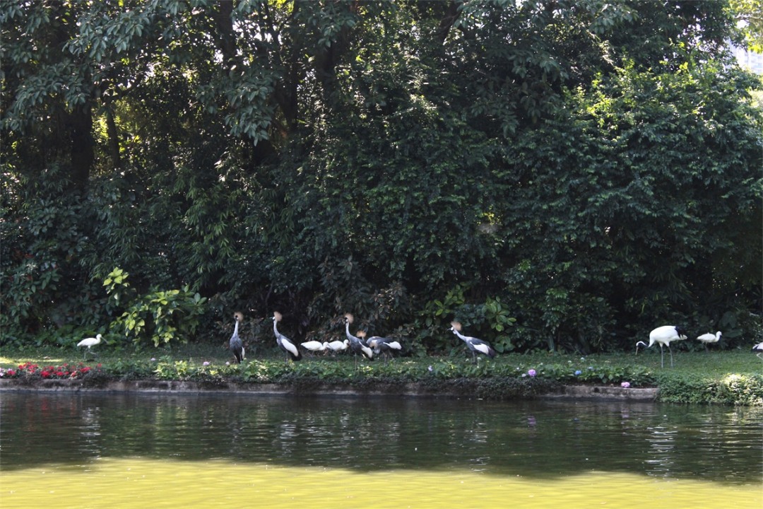 A flock of gray-crowned cranes is seen foraging on the banks of a pond at Chimelong Bird Park in Guangzhou, Guangdong, Province. /CGTN