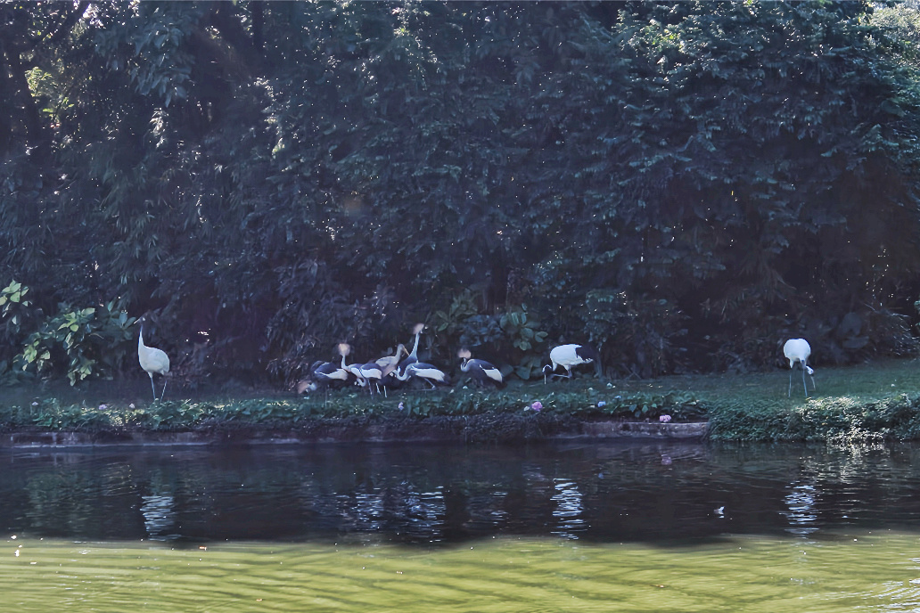 A flock of gray-crowned cranes is seen foraging on the banks of a pond at Chimelong Bird Park in Guangzhou, Guangdong, Province. /CGTN