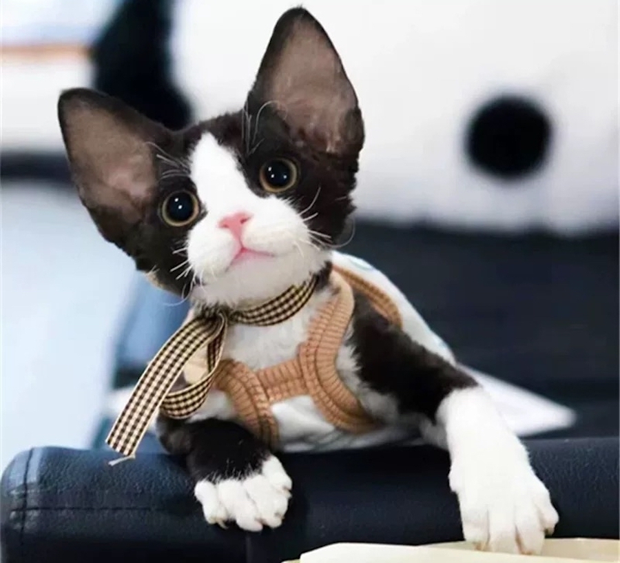 德文猫(来自网络)