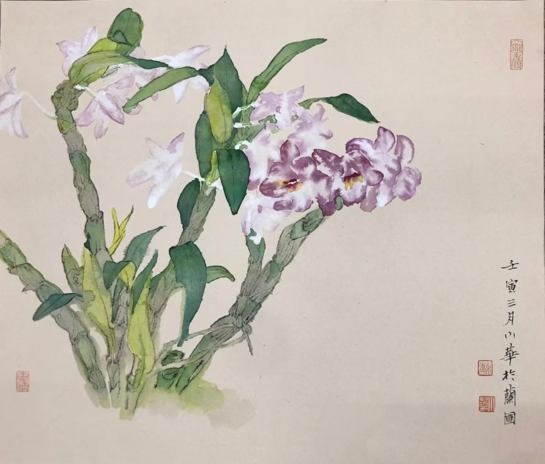 石斛兰 145m×38cm