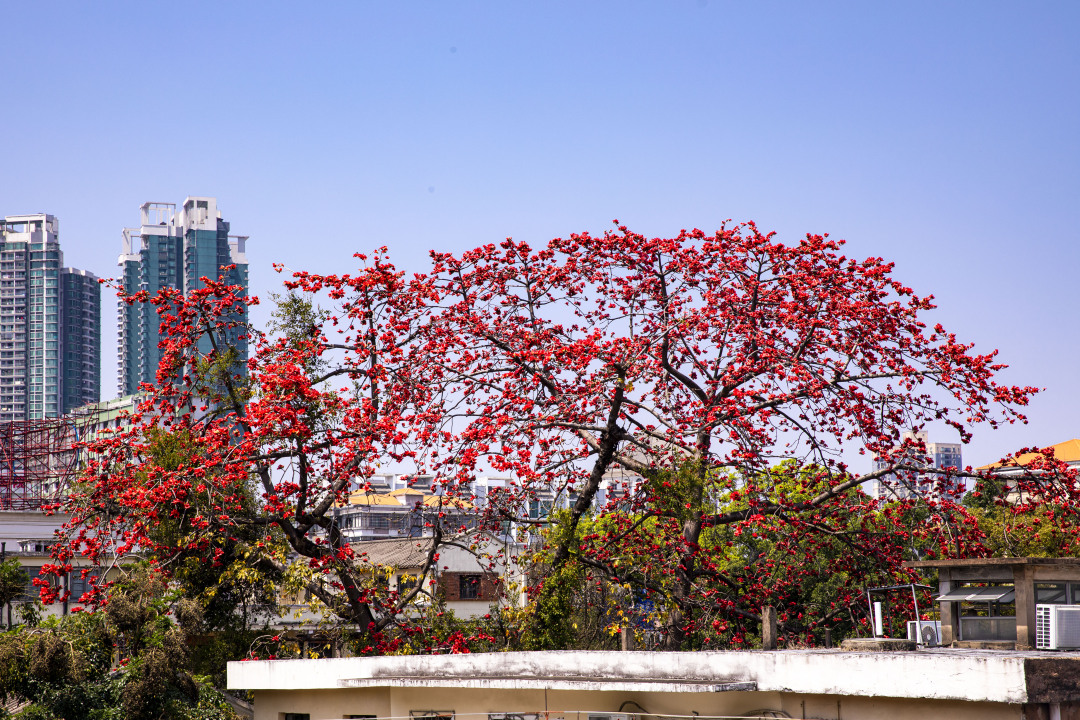 苏俊杰-沙面木棉红-NEP1_20250320_C00413548188