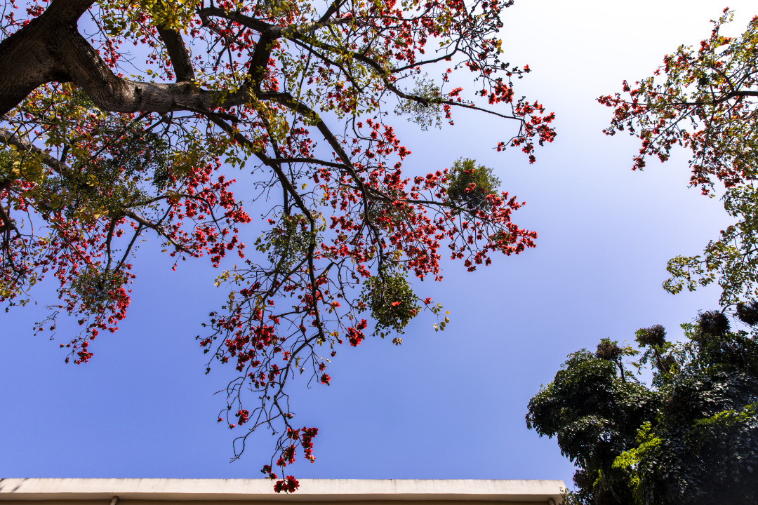 苏俊杰-沙面木棉红-NEP1_20250320_C00413548190