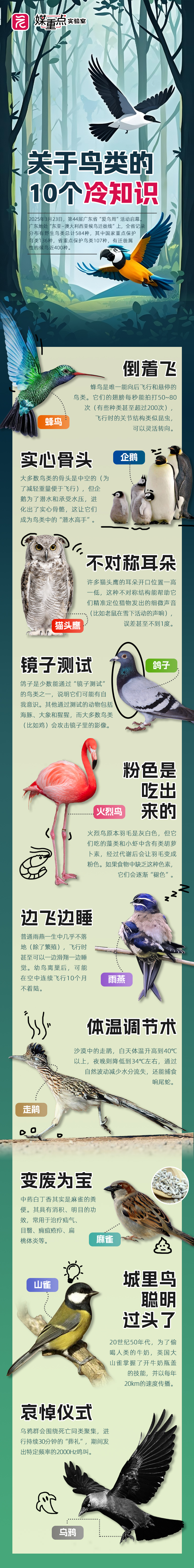 鸟类冷知识