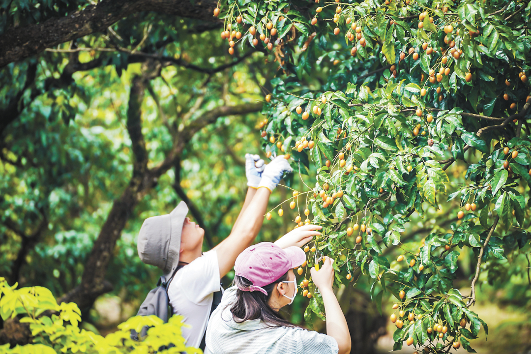 吴子良-2黄皮4-FZ102813604096.jpg 吴子良-2黄皮4-FZ102813604096.jpg