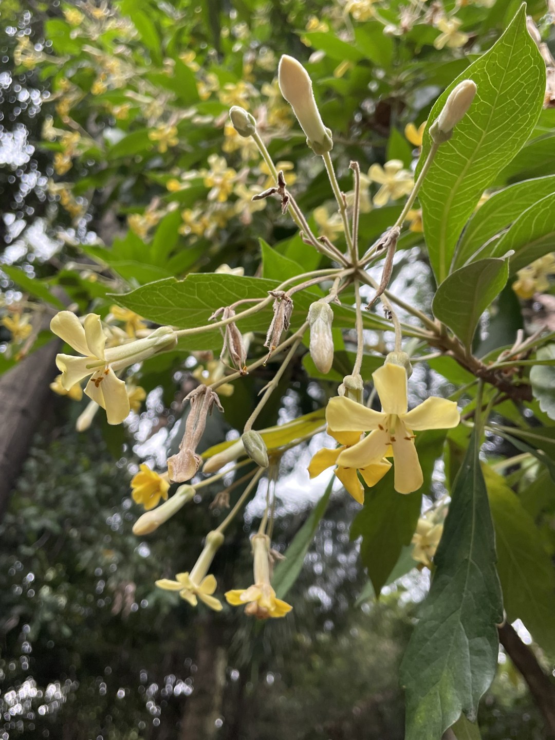 att_9273191.JPG att_9273191.jpg