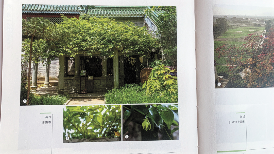 《千年树说》书内图片 鹰爪兰-FZ102813674382.jpg 《千年树说》书内图片 鹰爪兰-FZ102813674382.jpg