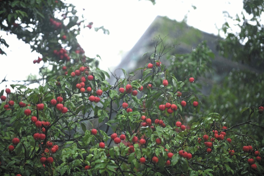 杨耀烨-千年古荔挂新果 ,黄埔荔枝迎来大丰收-FZ102813679733.jpg 杨耀烨-千年古荔挂新果 ,黄埔荔枝迎来大丰收-FZ102813679733.jpg