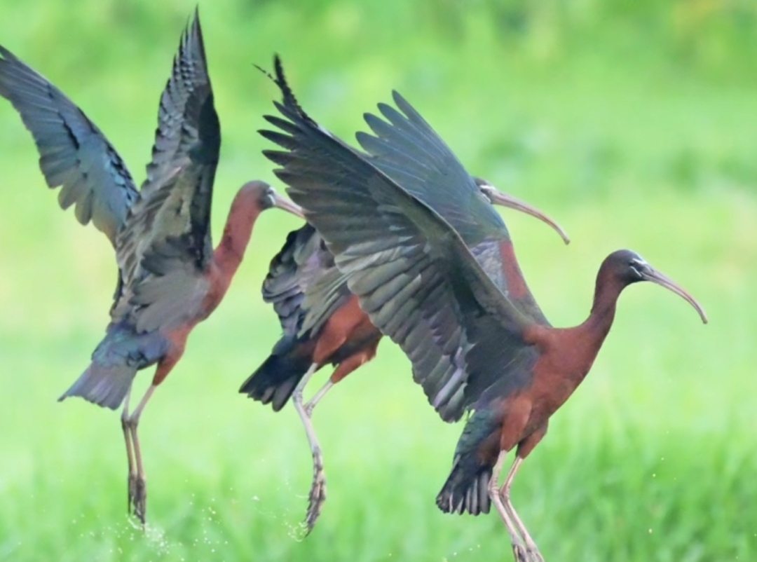 截屏2025-04-21 09.17.11