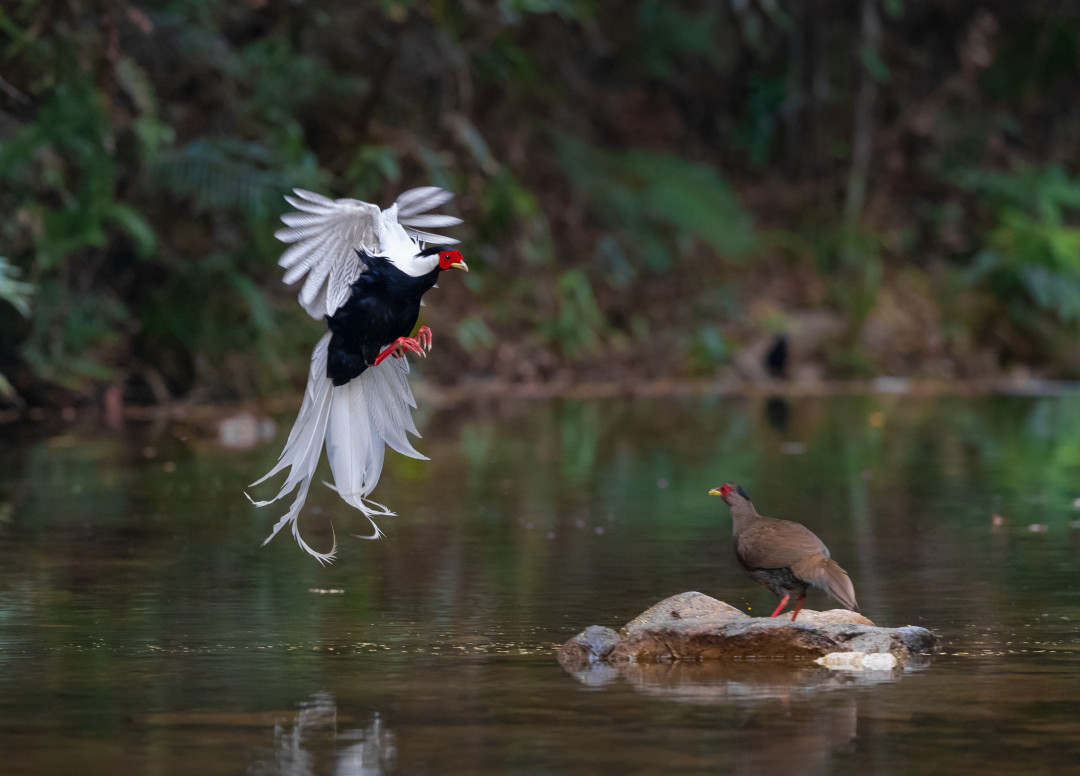 07林中白仙(白鹇-国家二级保护动物-广东省省鸟)摄影:欧小忠