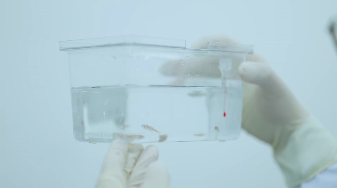 科研团队挑选斑马鱼实验样本