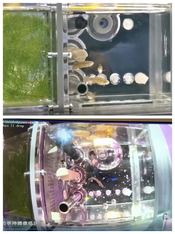 我国首次在轨建立的空间自循环水生生态系统