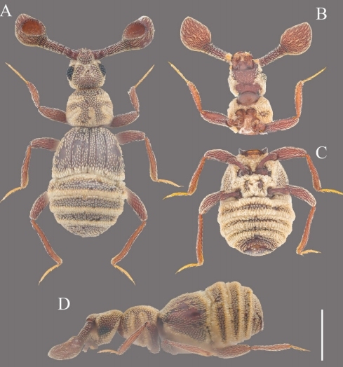 白溪鳞蚁甲。广东紫金白溪省级自然保护区供图