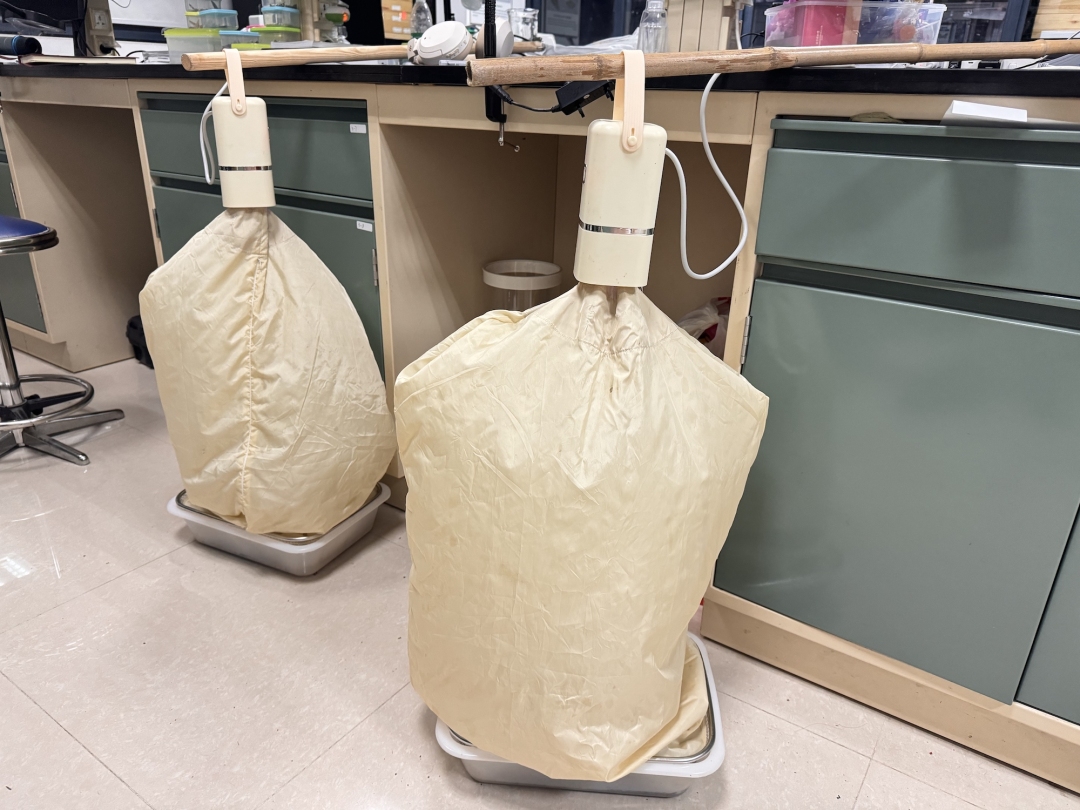 考察人员使用筛网法采集到白溪鳞蚁甲。广东紫金白溪省级自然保护区供图