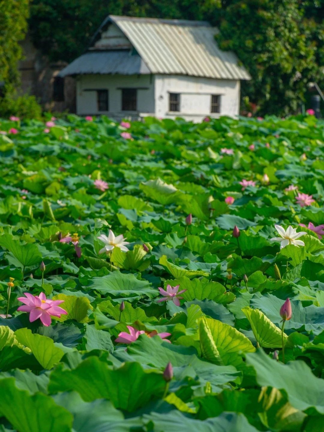 0e6c132cb10ad6bc19833732500df53e.jpg 0e6c132cb10ad6bc19833732500df53e.jpg