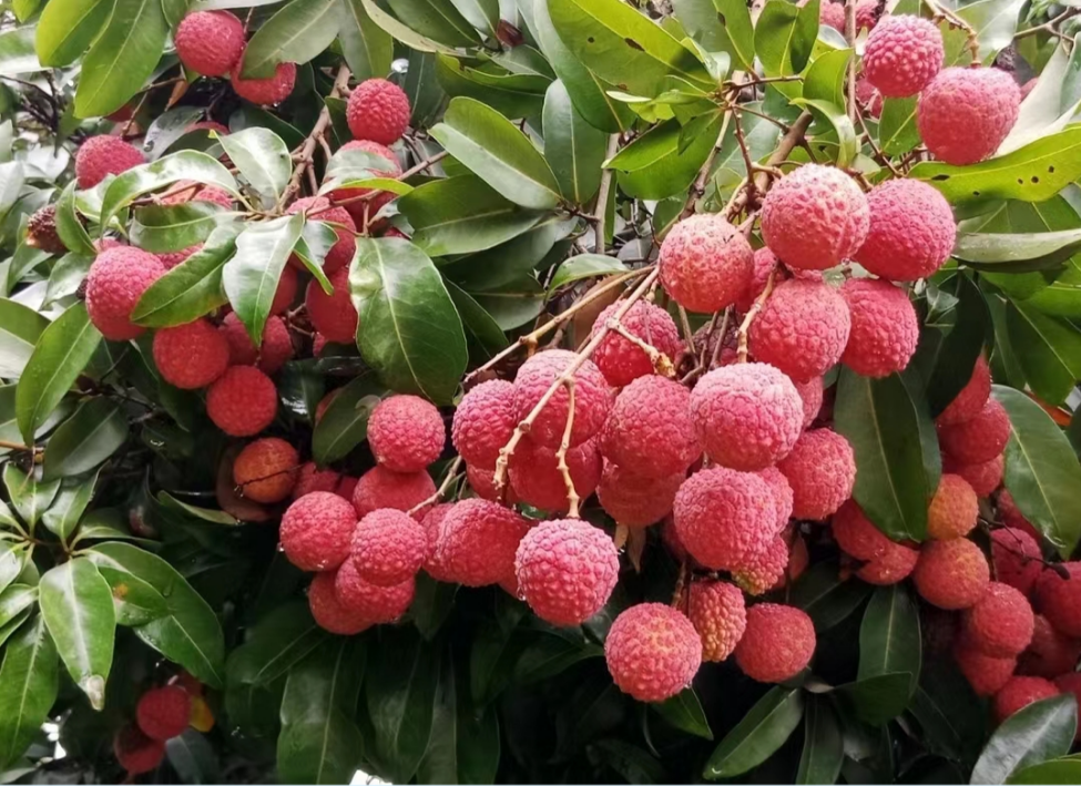 965b7fc35b7c25bbbbc1b2eedea90c8.png 965b7fc35b7c25bbbbc1b2eedea90c8.png