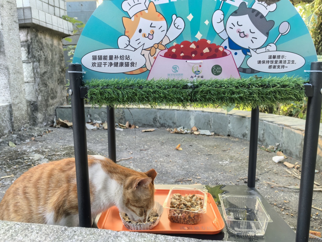 越秀公园猫咪饭堂