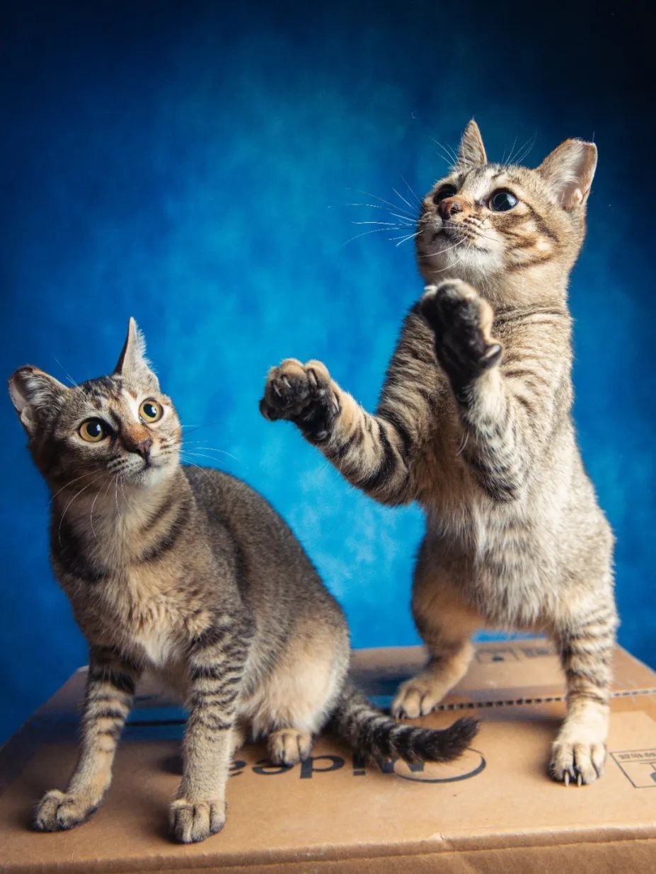 越秀公园待领养的两兄弟