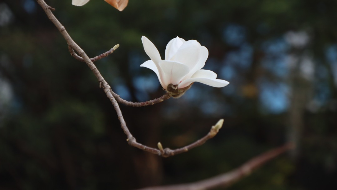 李莉《玉兰花开》李莉.jpg