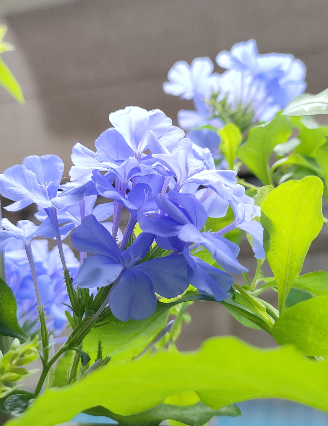 《花》龚晓明.jpg