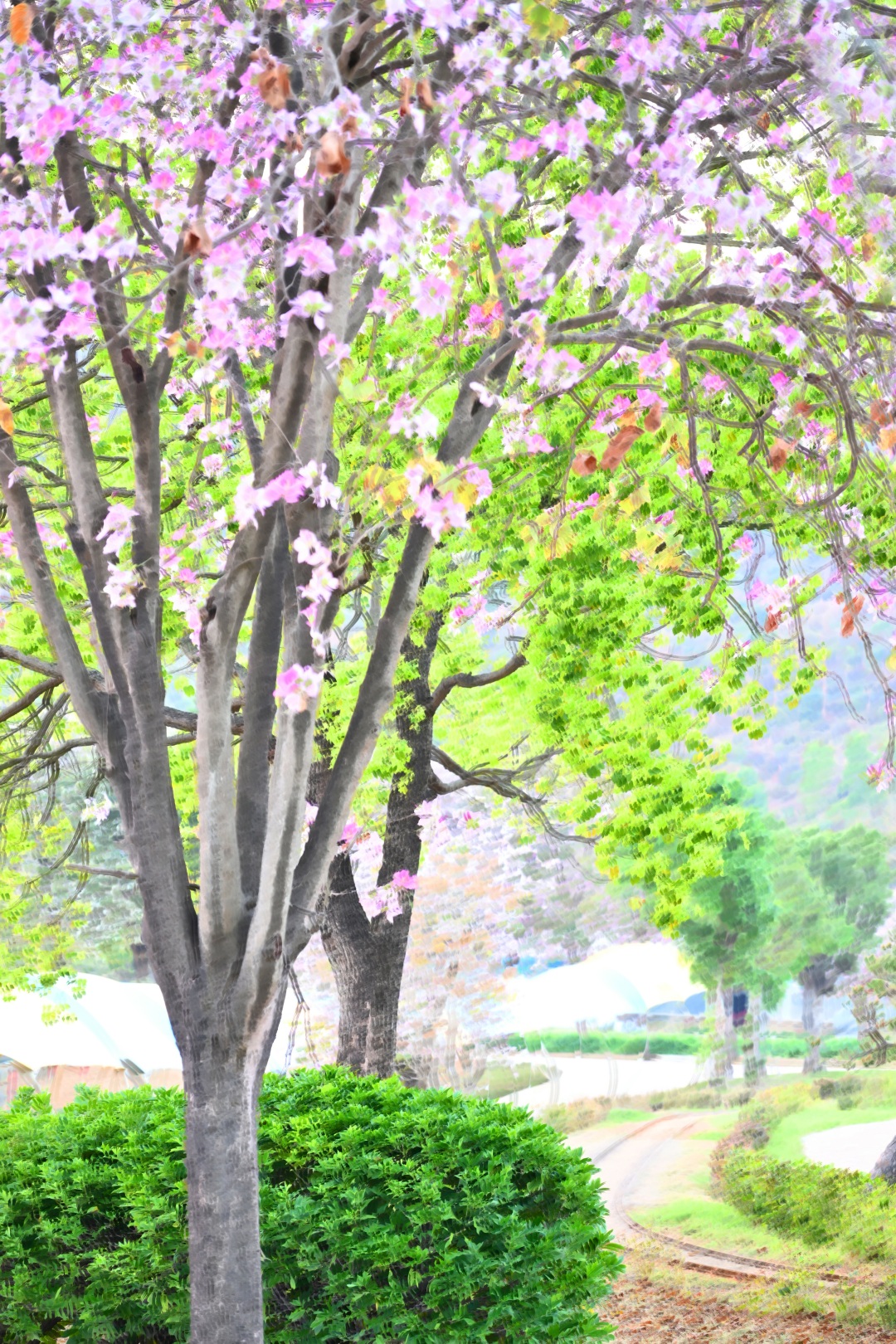 《春天来了》钟柳开摄.jpg