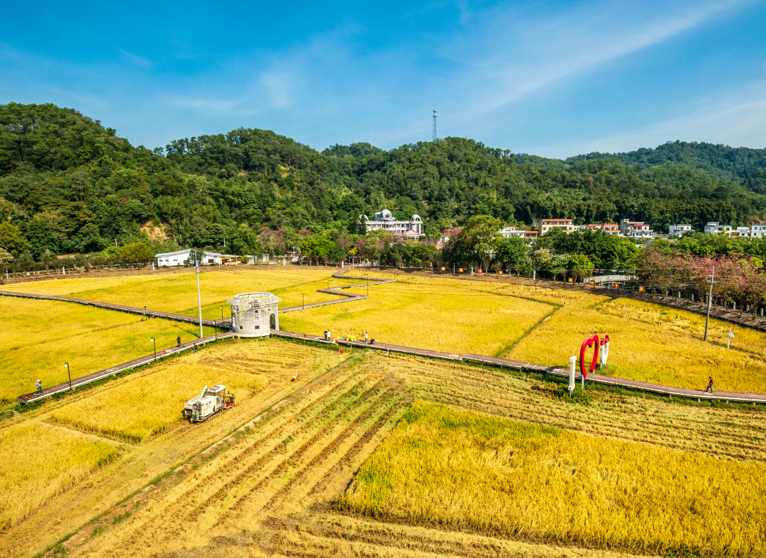 《丰收序曲》周洁萍（红山村）.jpg