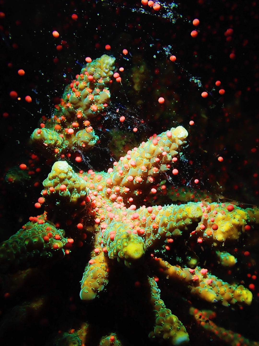 珊瑚 大倉珊瑚店 K18 ミス珊瑚 ネックレス 通販 - ディノス