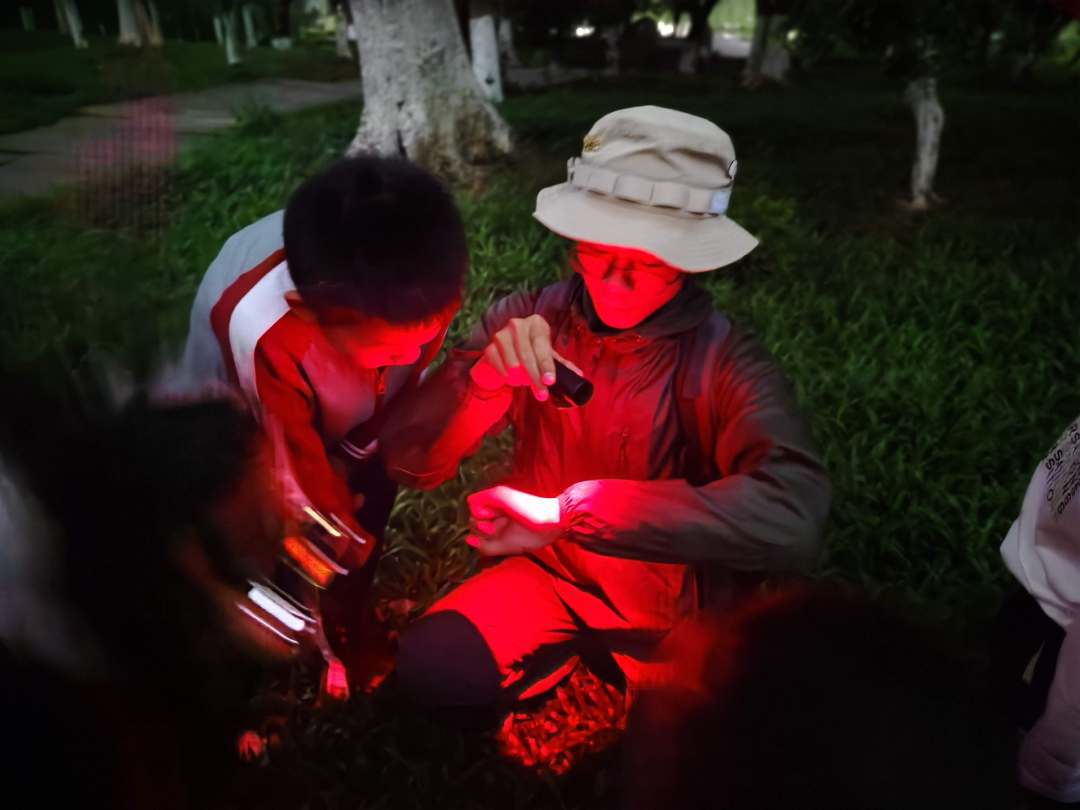 最佳方式,是采用红光来观测萤火虫