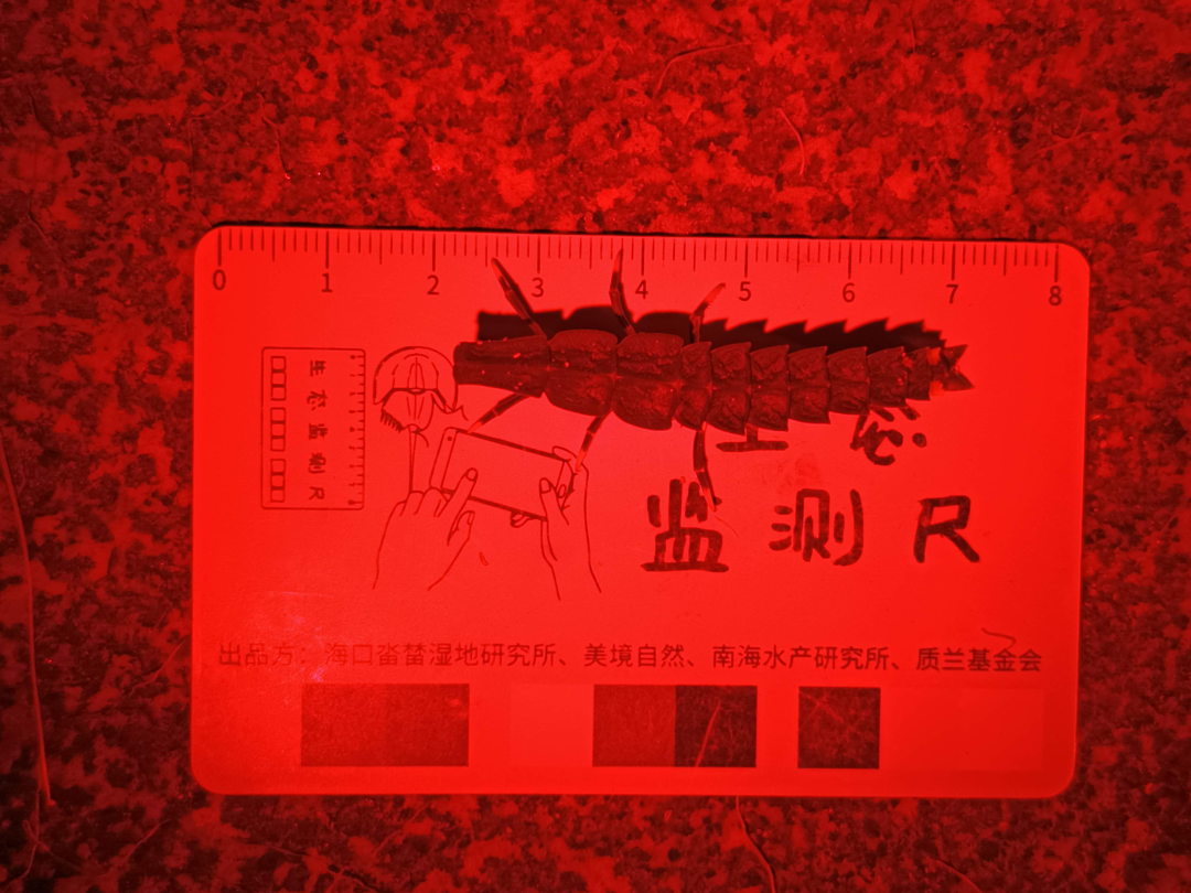 幼虫监测尺 幼虫监测尺