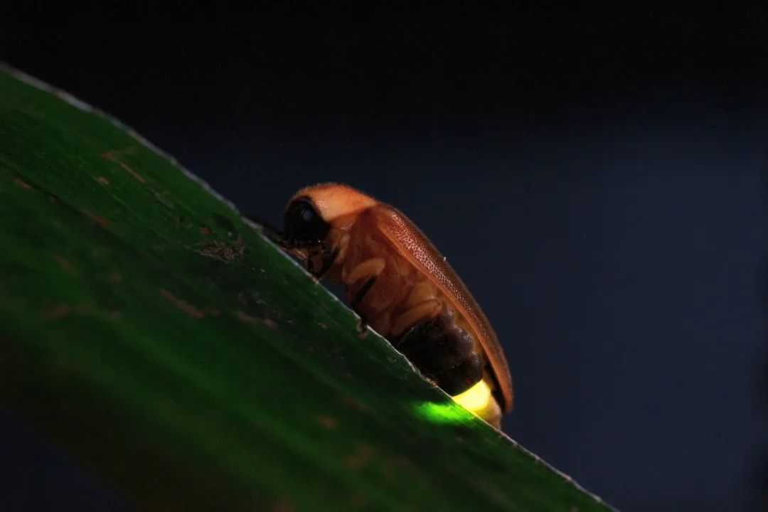 萤火虫成虫3 图片