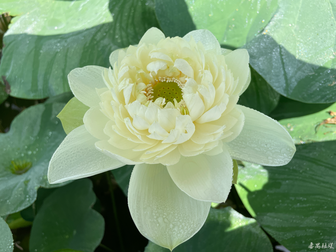 1720691060288078322.png 1720691060288078322.png