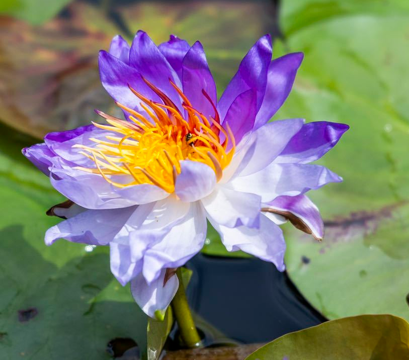 adbaaf088c40447f867991dbfd0b56eb.jpg adbaaf088c40447f867991dbfd0b56eb.jpg