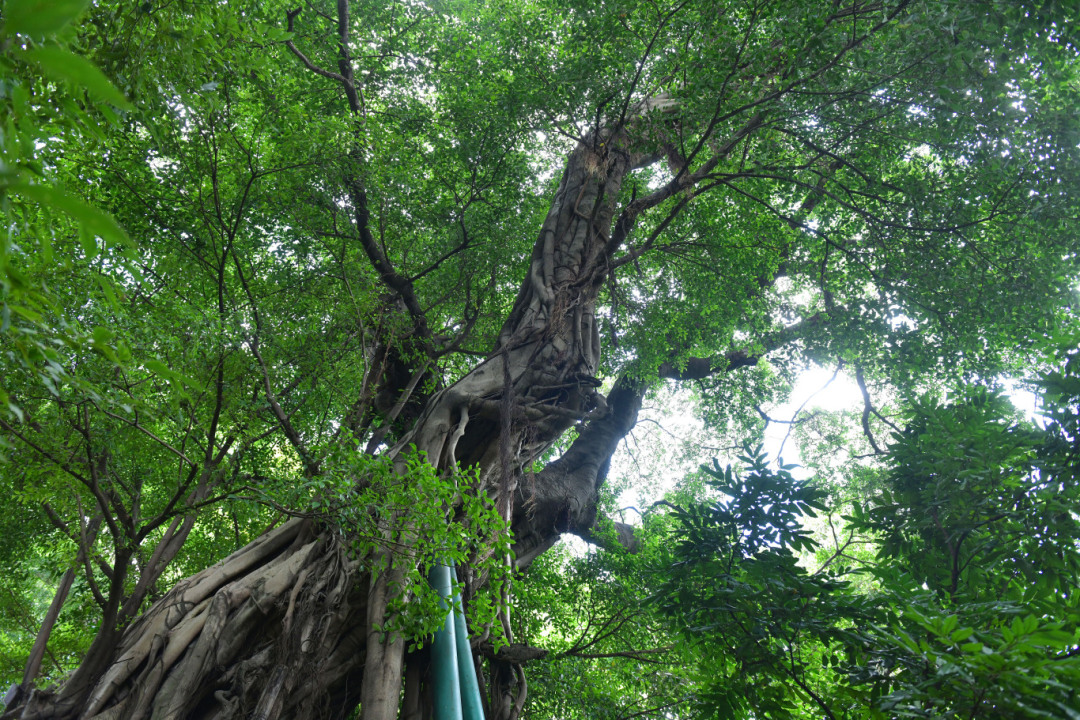 杨耀烨-【树说广州】越秀公园近300年树龄的榕树-FZ100211178251.jpg