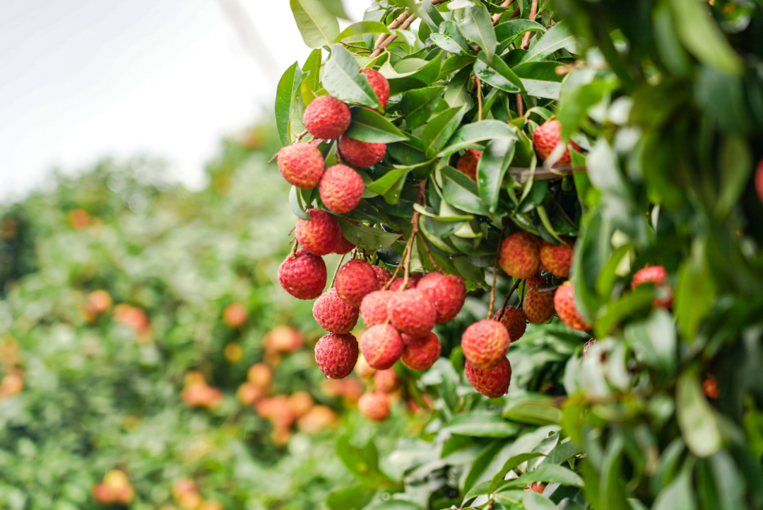 2ff4fbb241b1ea2586ef733c40062b1.png 2ff4fbb241b1ea2586ef733c40062b1.png