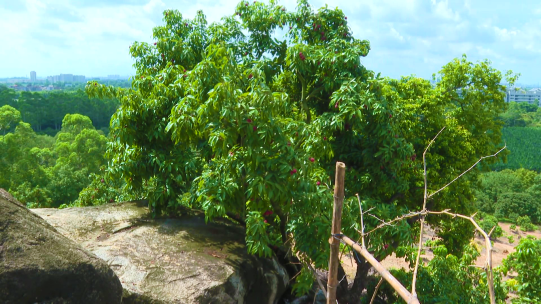 2025_7_2025-07-06ec6e55c5-c085-45c4-86a1-ebae26e18fa4