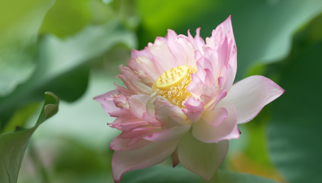 微信图片_20250706210741