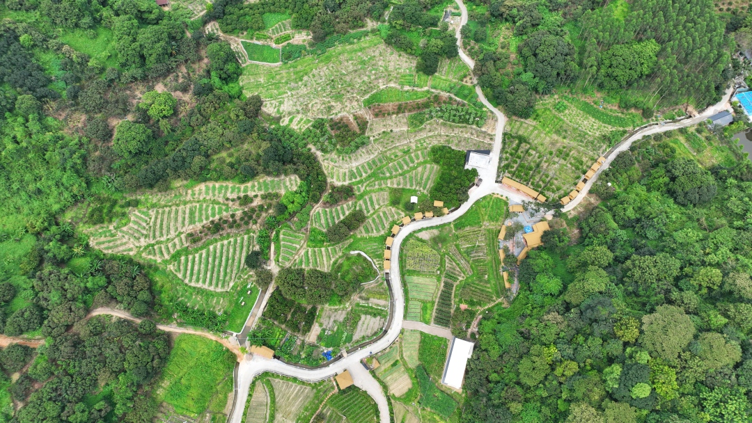 王维宣-在黄润财的带领下,锦一村匠心打造紫田农业-NEP1_20250710_C00414097112