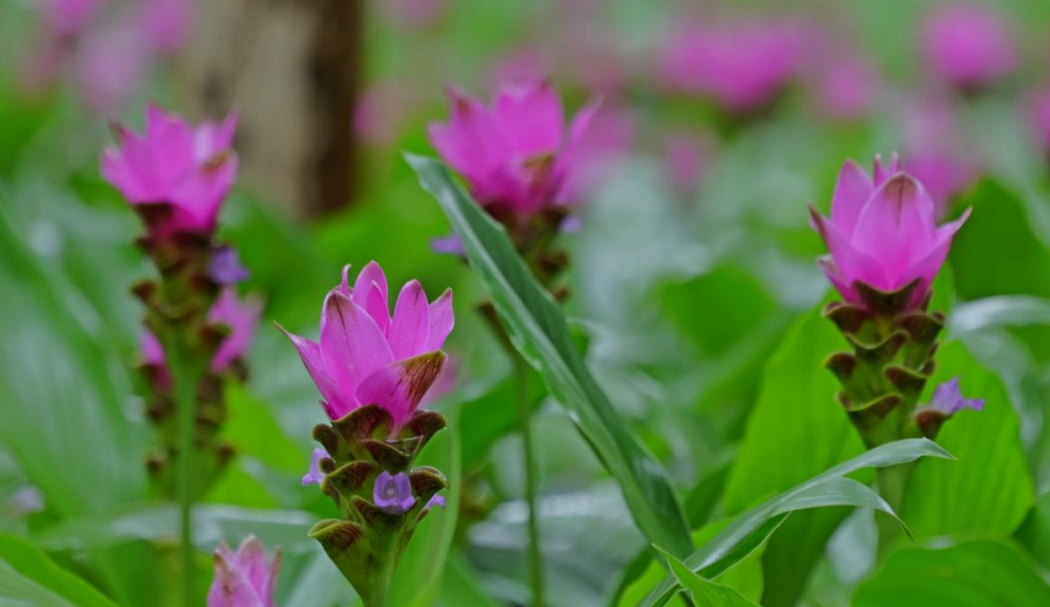 微信图片_20250717081427