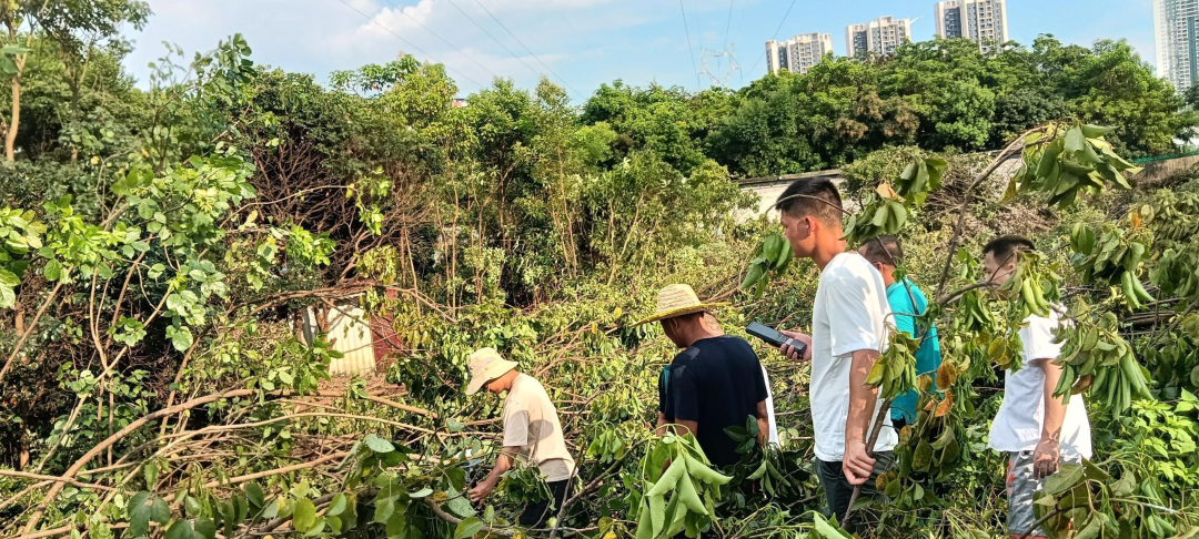 动迁组工作人员实地测量复建住宅区域。通讯员供图1
