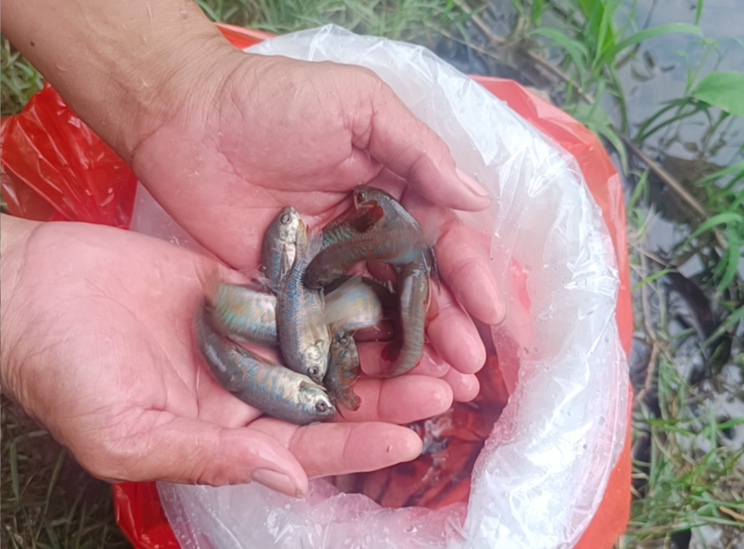 1753594094129003299.jpg 1753594094129003299.jpg