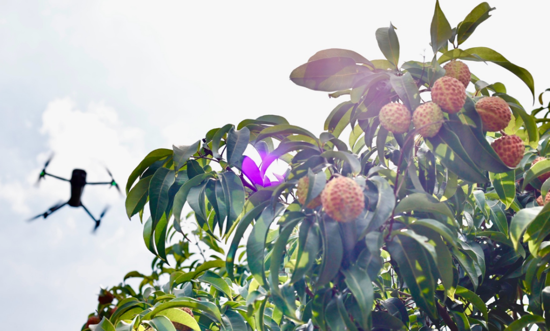 微信图片_20250729182847