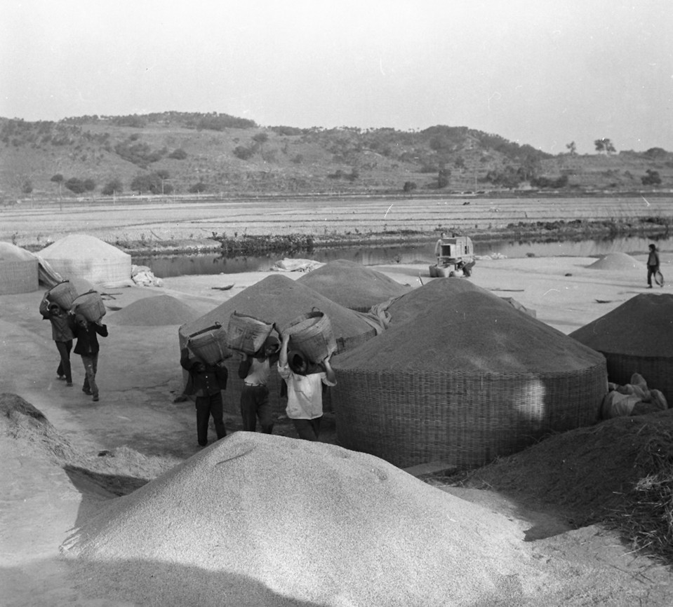 1978年番禺沙田粮食丰收。