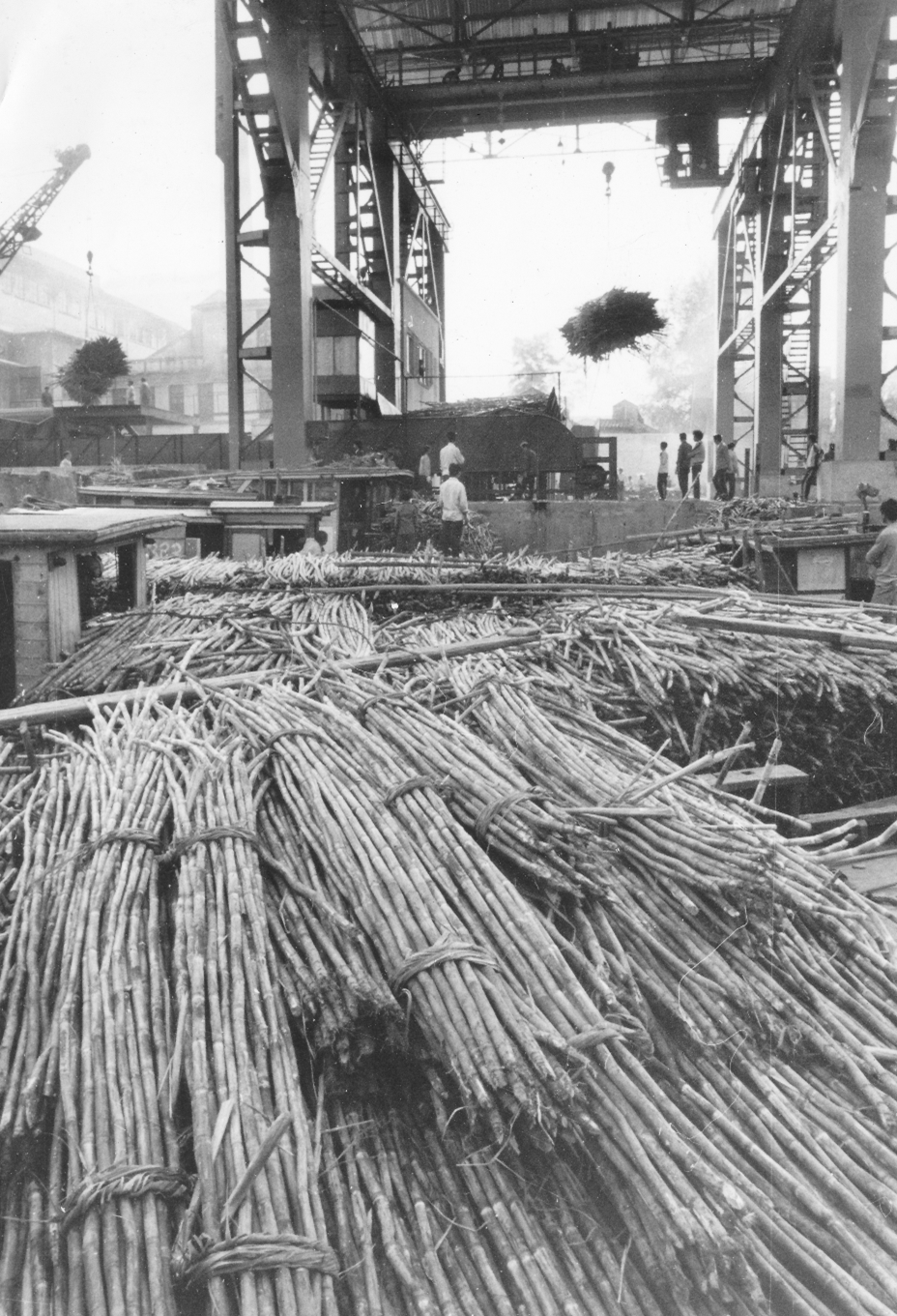 沙湾紫泥糖厂是“一五计划”时期自行设计建设的第一座大型甘蔗糖厂,广东每四根甘蔗就有一根在这里榨汁制糖。图为上世纪90年代繁忙的糖厂码头。