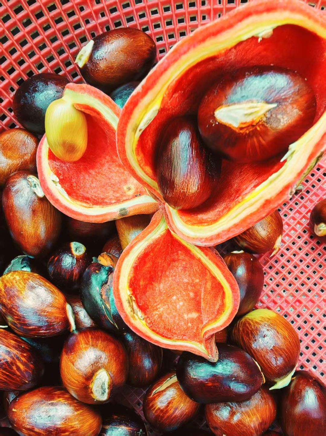 8陈敏意.jpg 8陈敏意.jpg