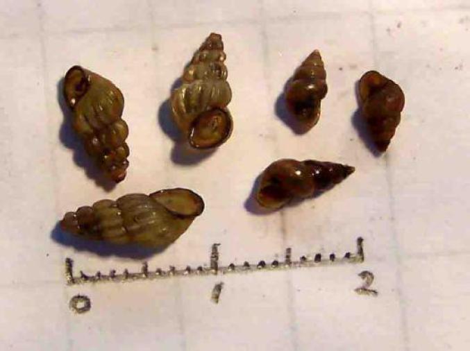 钉螺(图源:广东疾控)