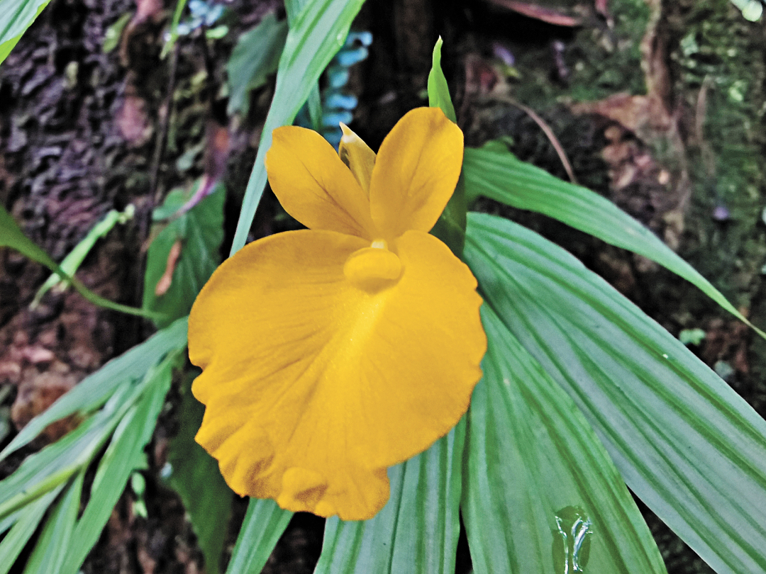 刘幸-鼎湖山第一批图片(分离图)IMG_202-NEP1_20250810_C02814238392.jpg 刘幸-鼎湖山第一批图片(分离图)IMG_202-NEP1_20250810_C02814238392.jpg